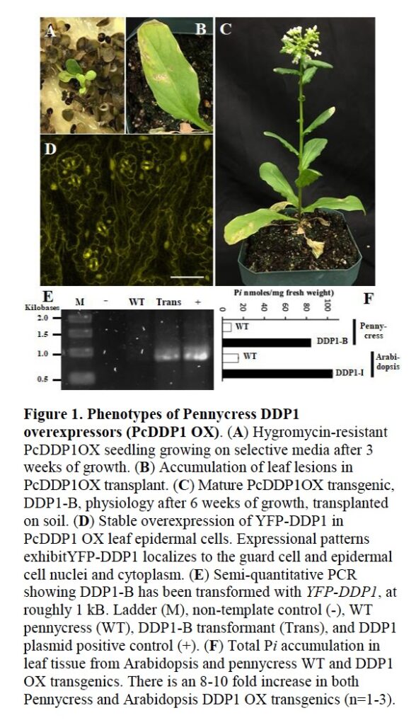 10/28/2020 New patent filed for phosphorus recovery!