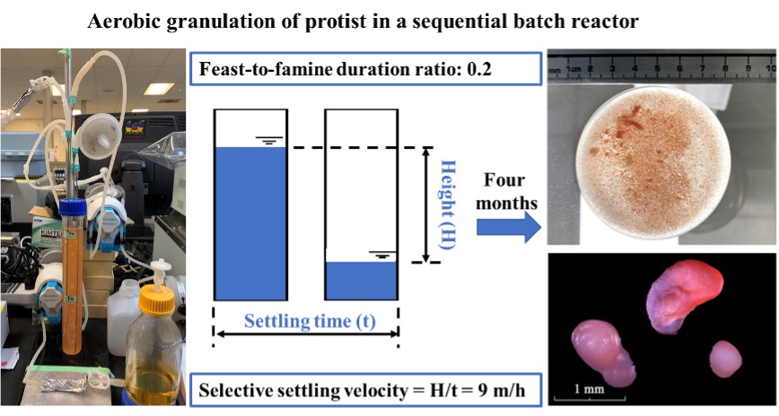 8/11/2021 Congratulation to Zhaohui and Xueyao for their new publication titled “Aerobic granulation of single culture protist” in Process Biochemistry!